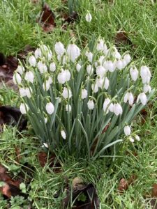 It’s snowdrop time !